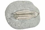 Fossil Crinoid (Scytalocrinus) with Regenerated Arms - Indiana #291826-1
